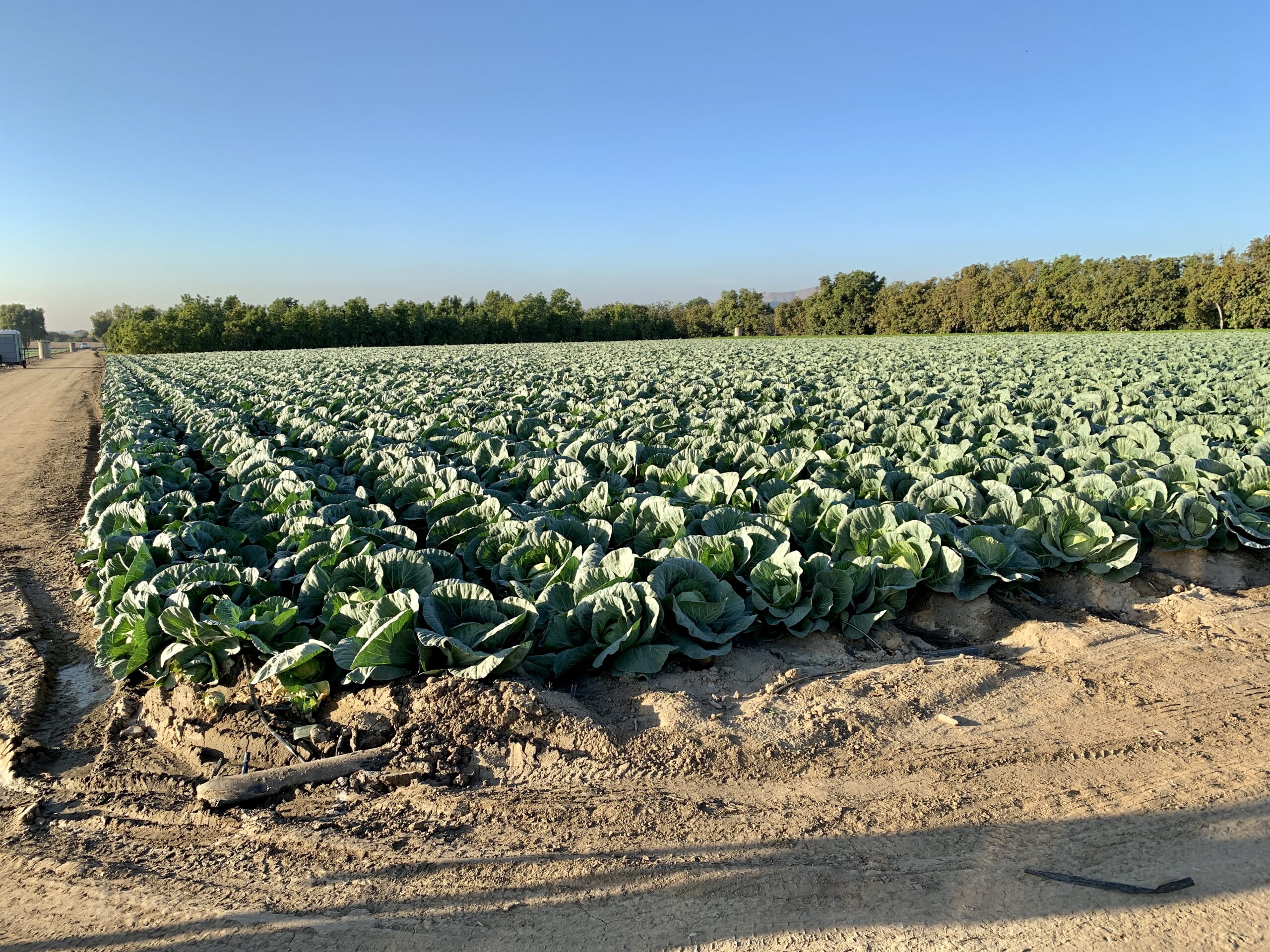 Farm-cabbage-field-1-scaled.jpg